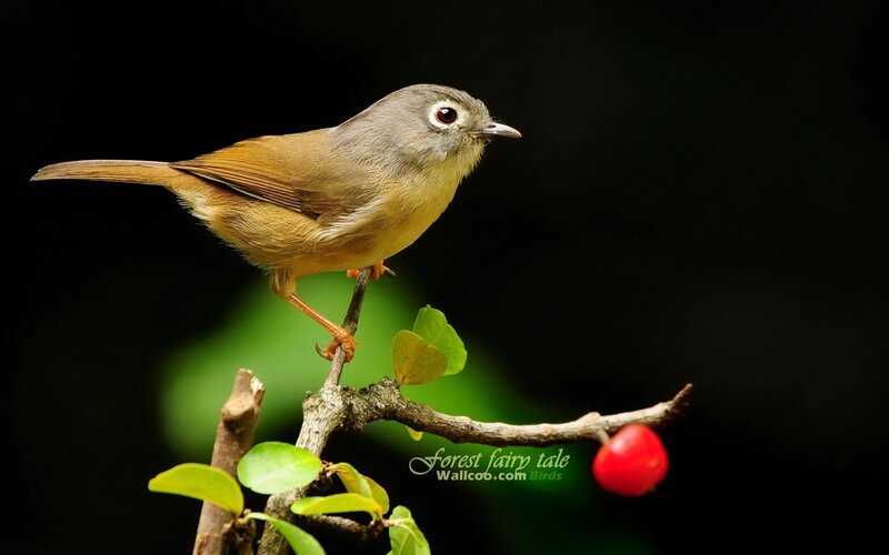 Bird on a branch with berry
