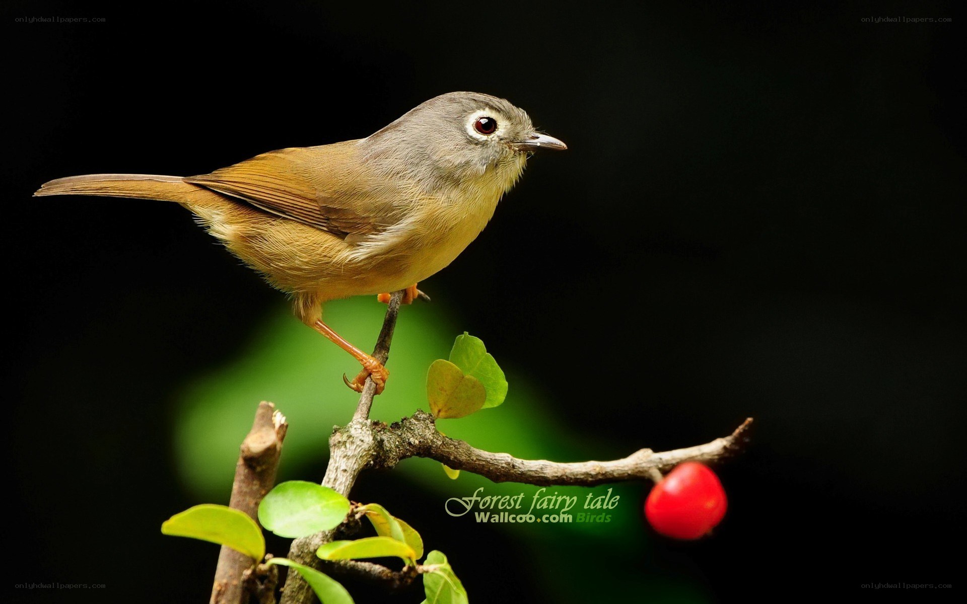 Bird on a branch with berry