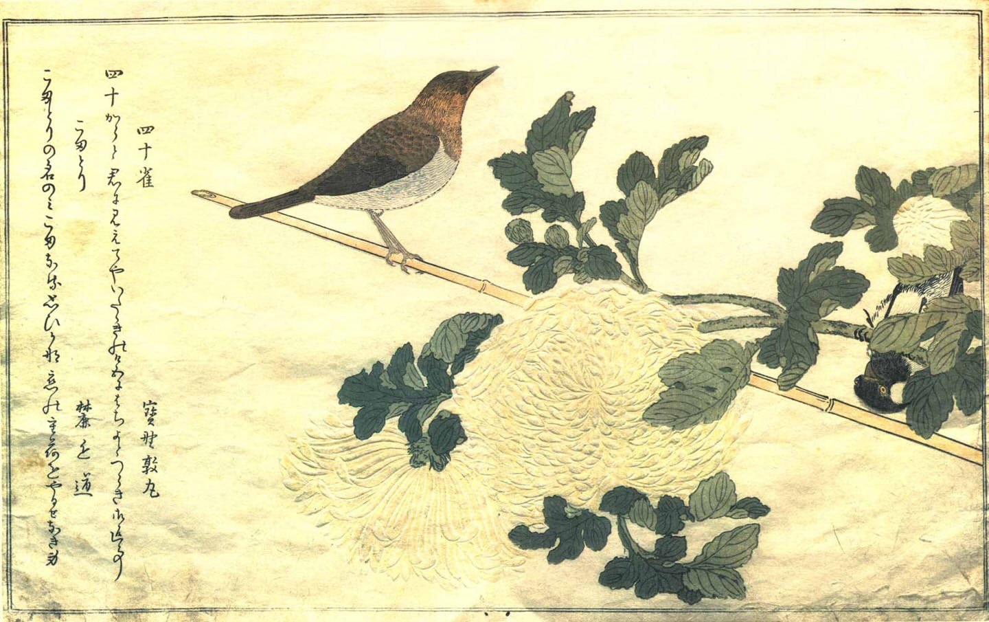 Bird on a branch with chrysanthemum