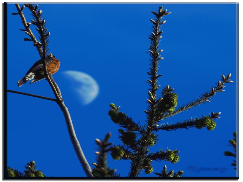 Bird on a branch with moon