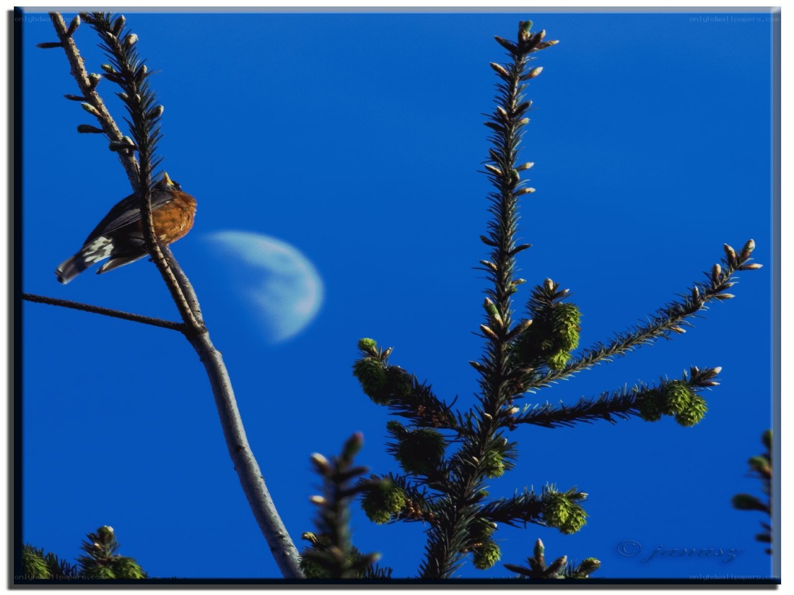 Bird on a branch with moon