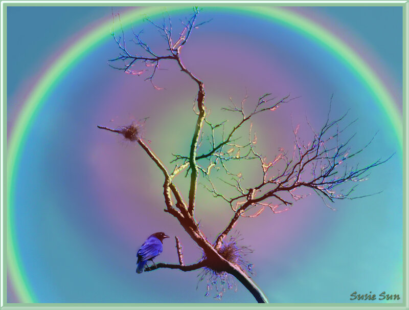 Bird on a branch with rainbow