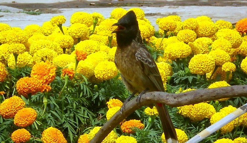 Bird on a Branch — Yellow, Calm, Afternoon
