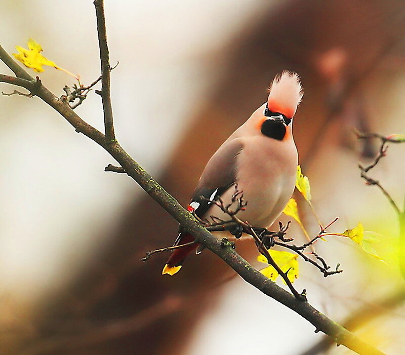 Bird on a Branch — Yellow, Calm