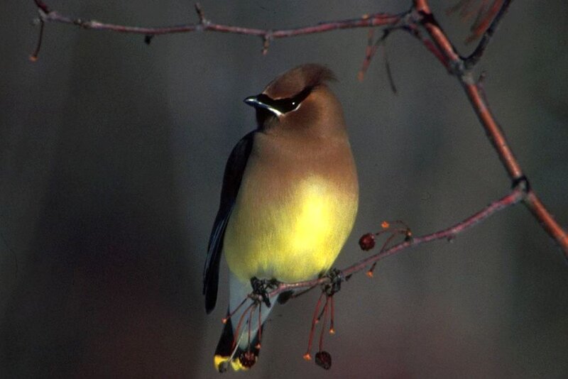Bird on a Branch — Yellow, Calm, Winter