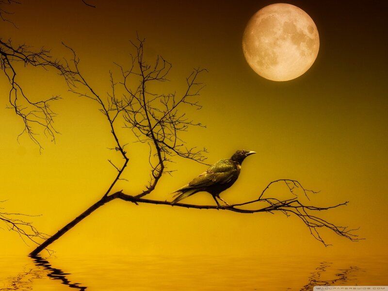 Bird on a Branch — Yellow, Dramatic