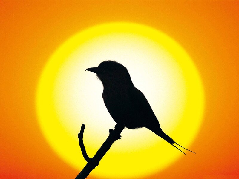 Bird on a Branch — Yellow, Serene, Sunset