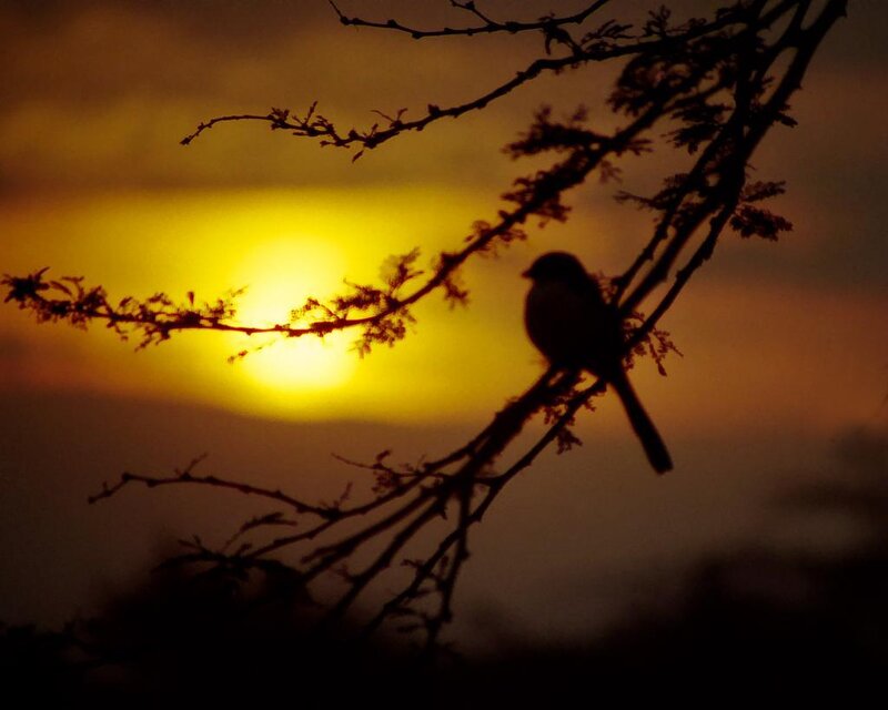 Bird on a Branch — Yellow, Serene