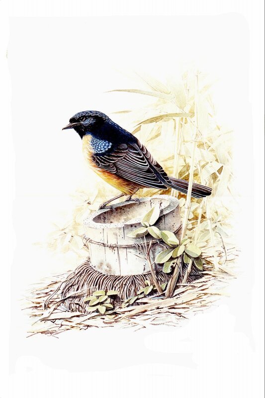 Bird on a Bucket