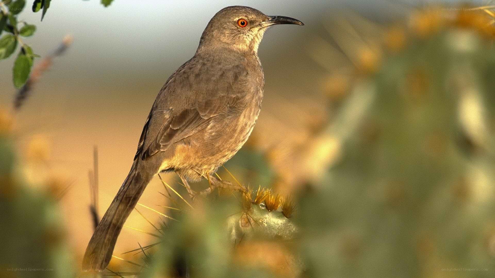 bird on a cactus branch