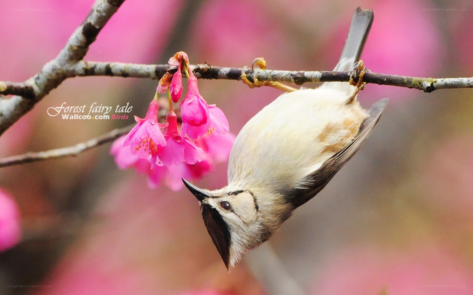 Bird on a cherry blossom branch