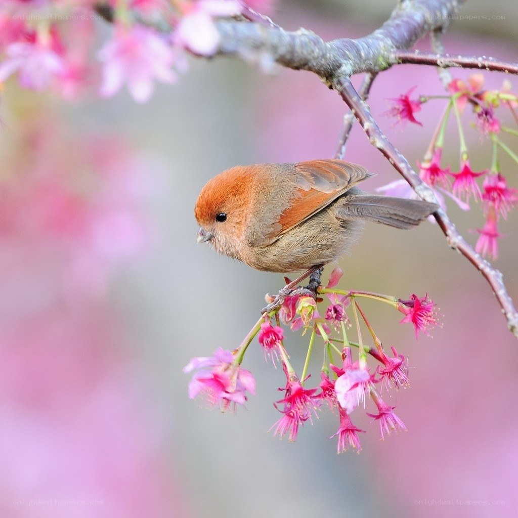 Bird on a cherry blossom branch
