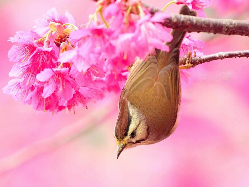 Bird on a cherry blossom branch