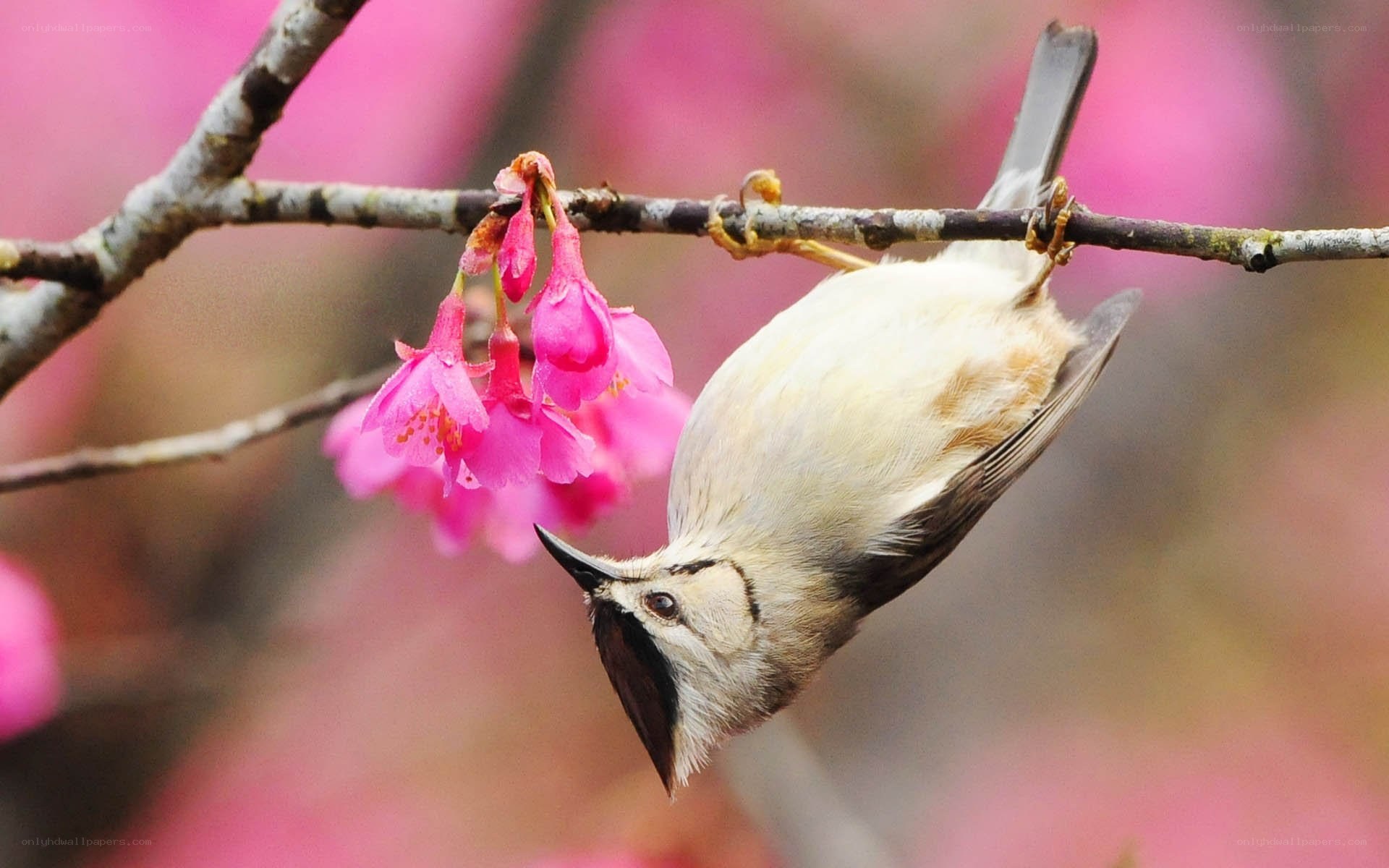 Bird on a cherry blossom branch