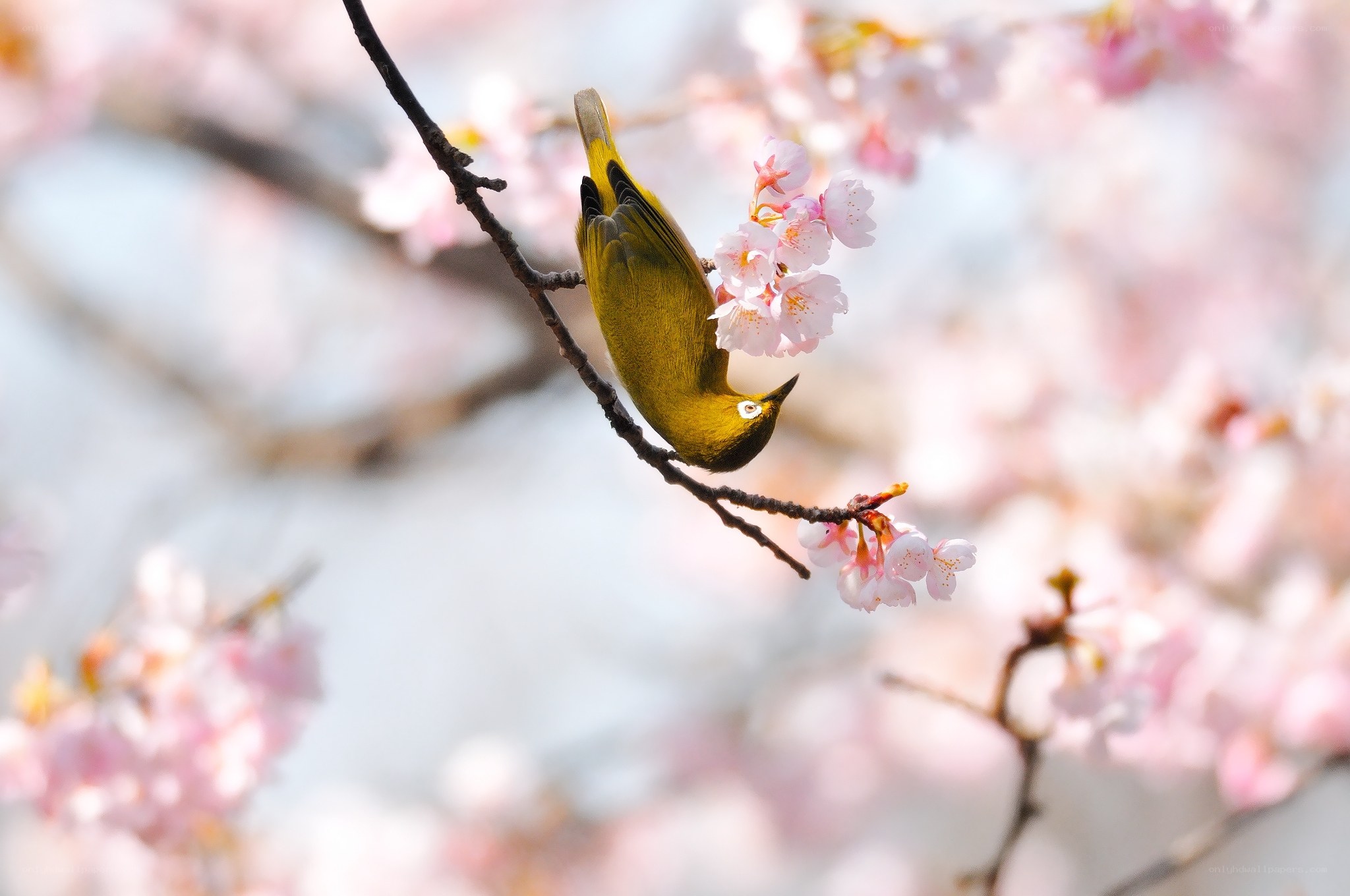 Bird on a cherry blossom branch