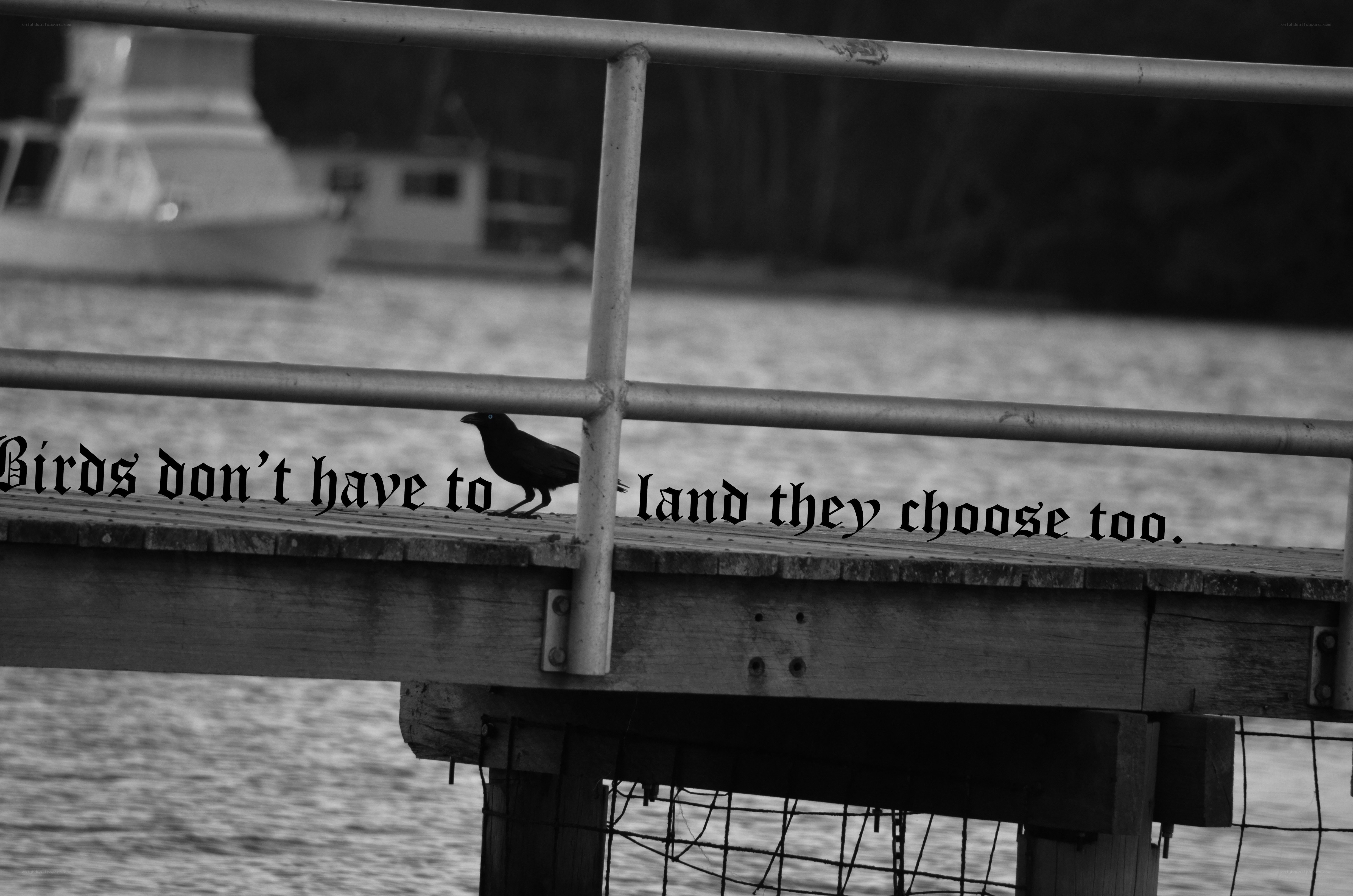 bird on a dock