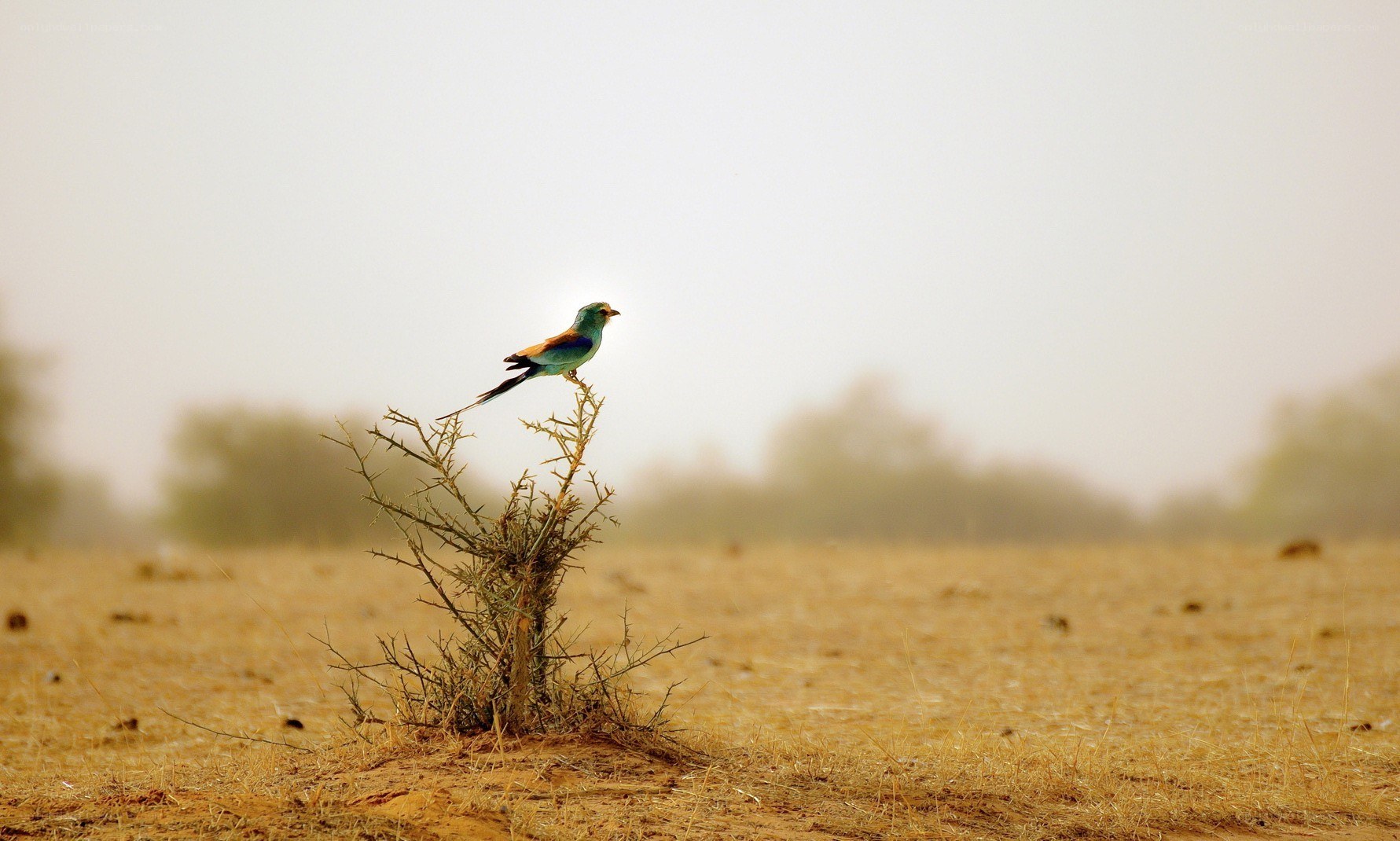 bird on a dry bush