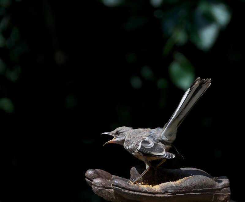 bird on a feeder