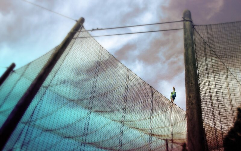 Bird on a Fence — Blue