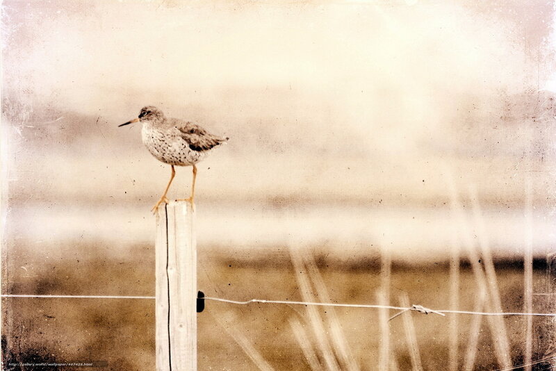 bird on a fence post