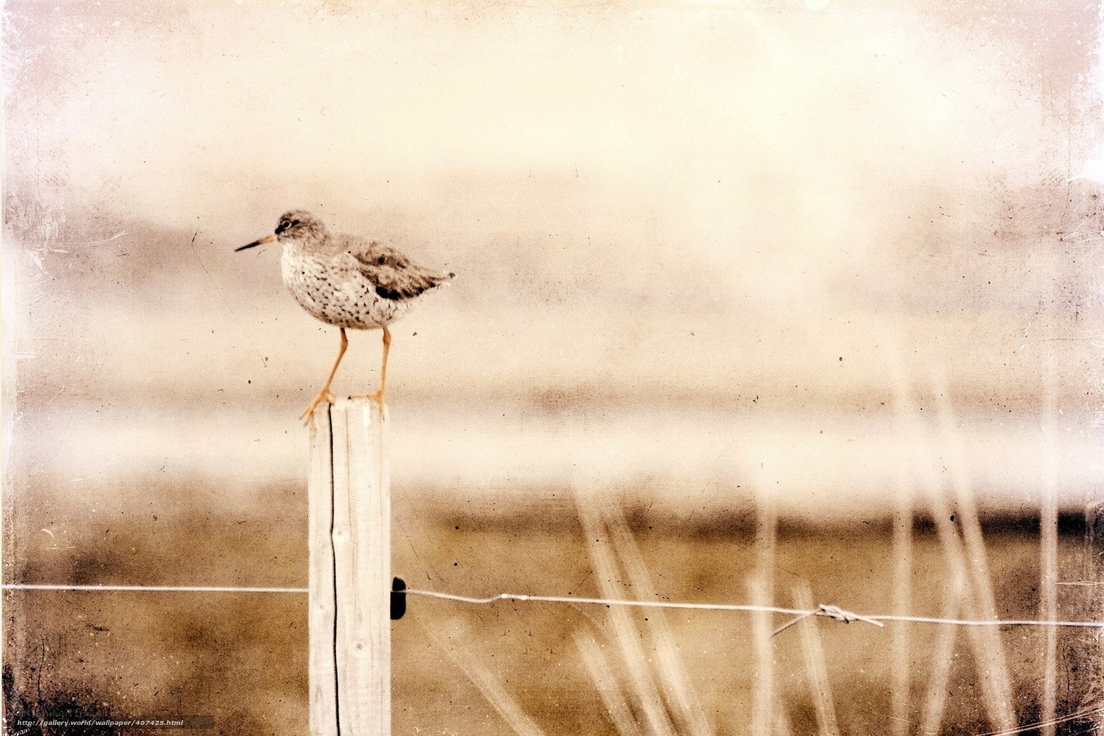 bird on a fence post