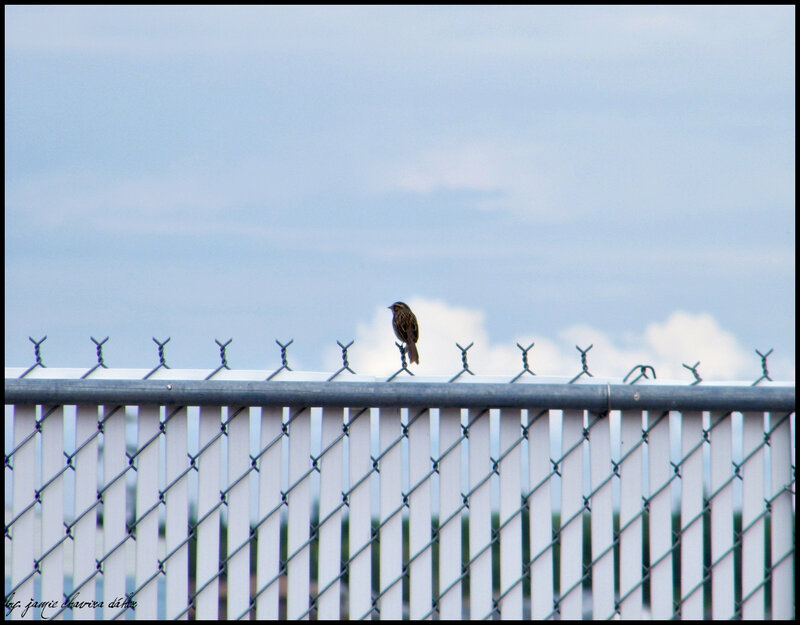 bird on a fence
