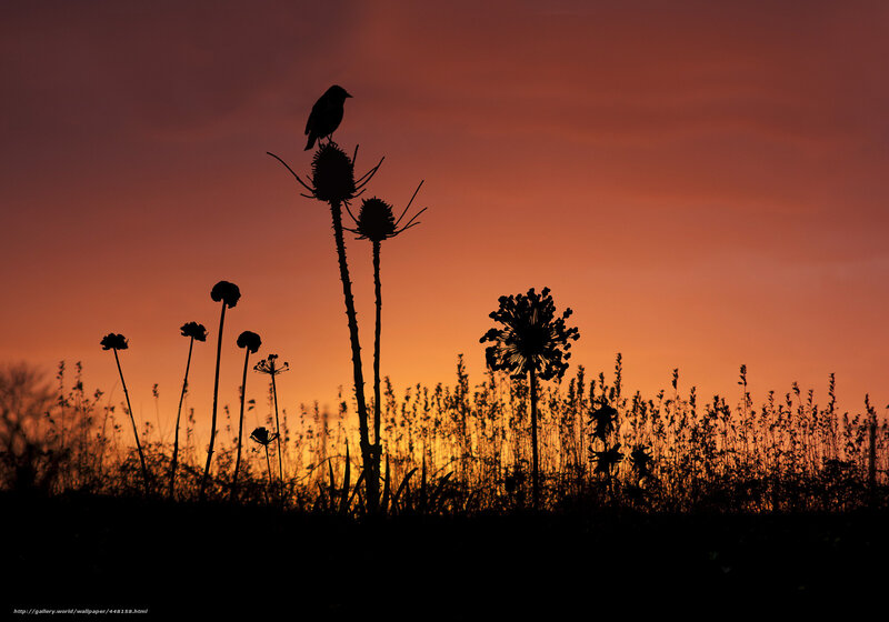 Bird on a flower at sunset