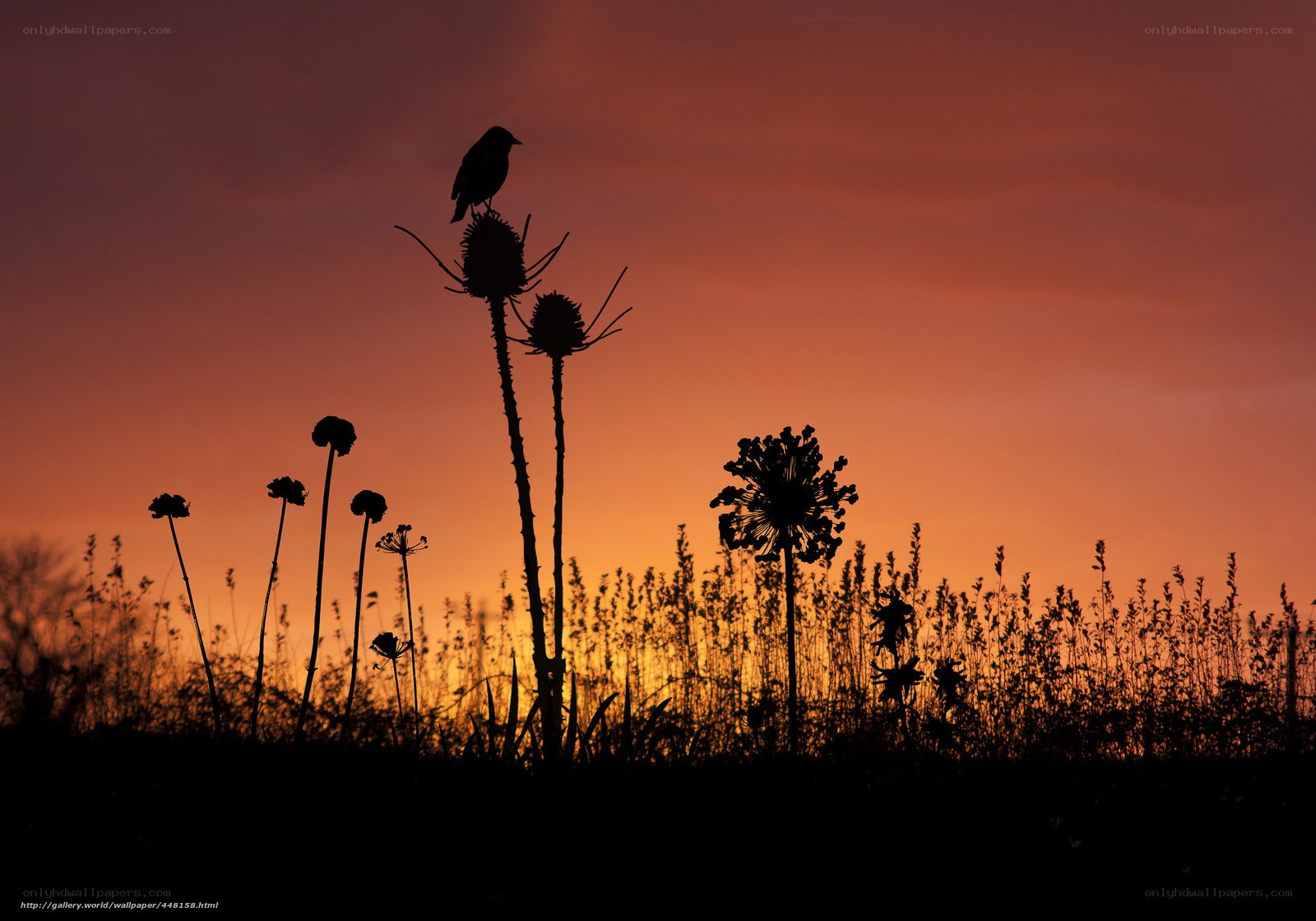 Bird on a flower at sunset