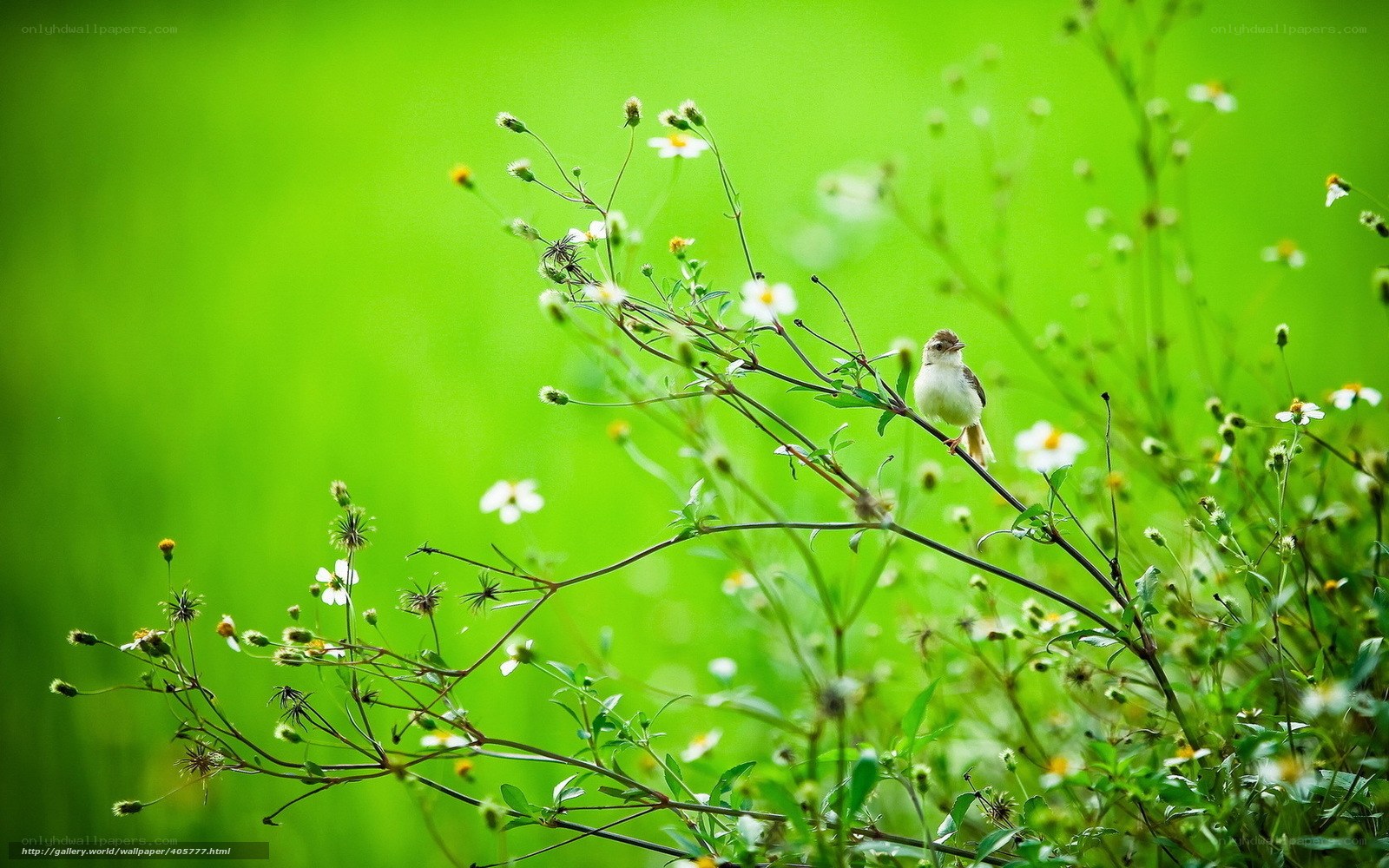 Bird on a flower branch