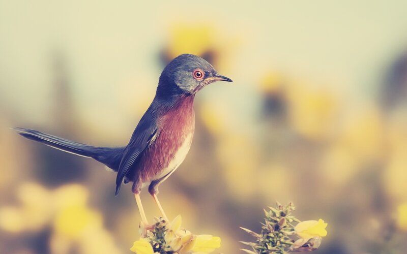 bird on a flower branch
