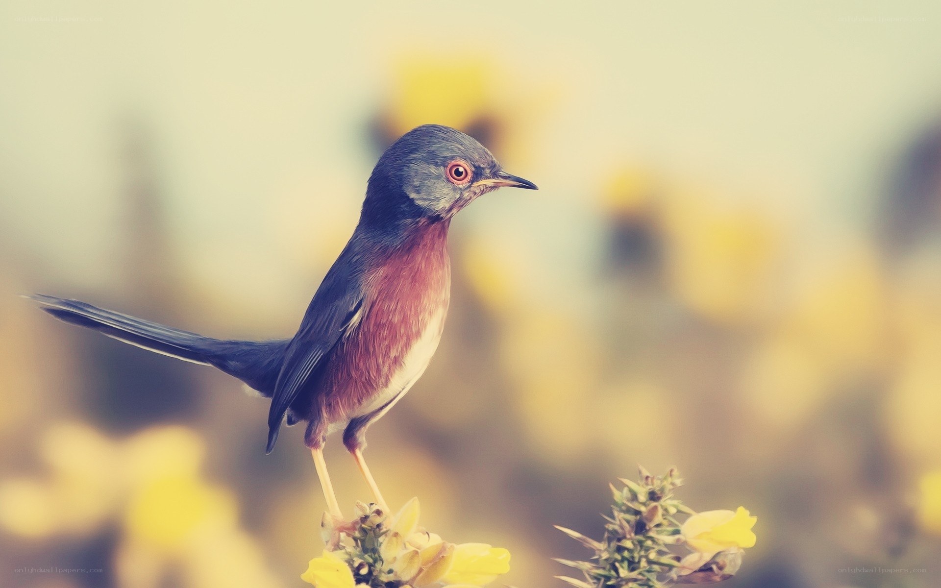 bird on a flower branch