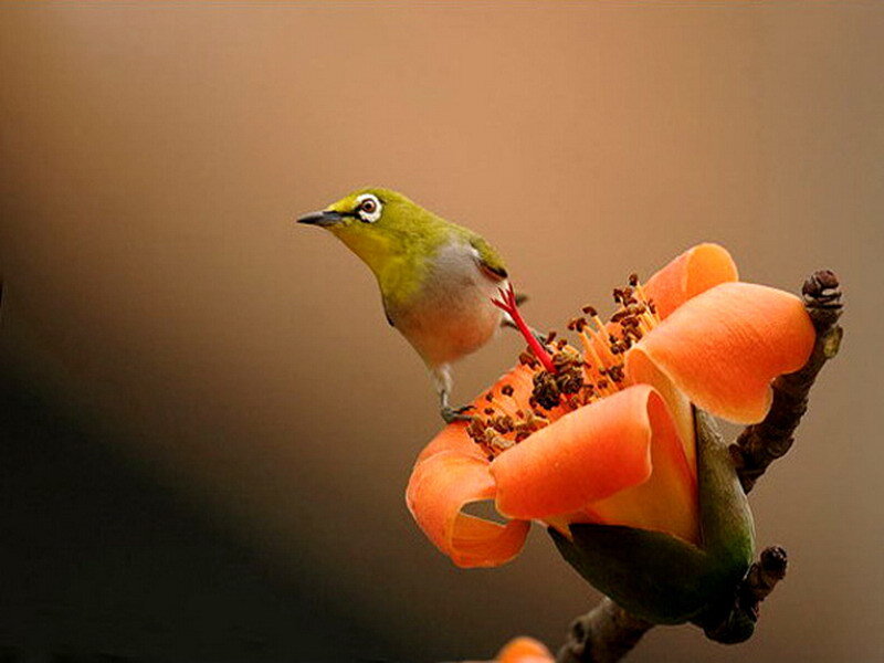 Bird on a flower