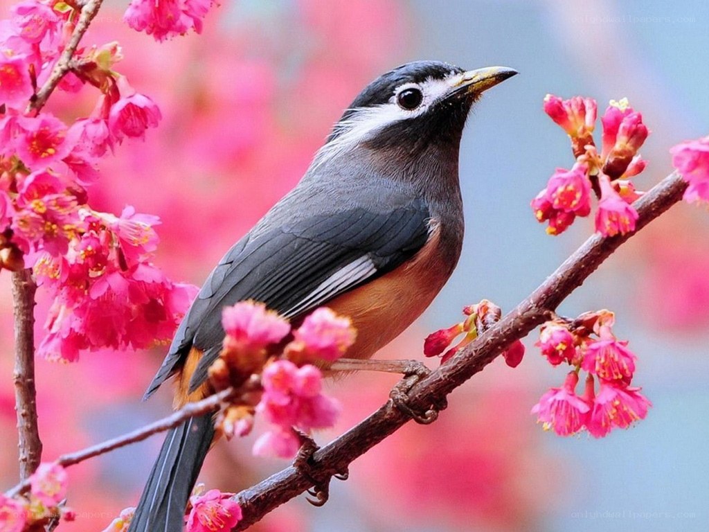 Bird on a flowering branch