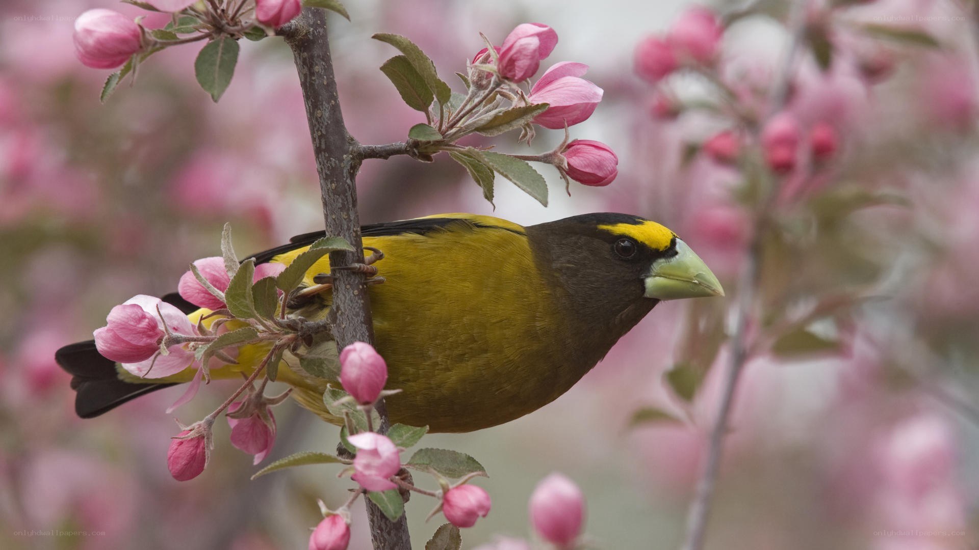 Bird on a flowering branch