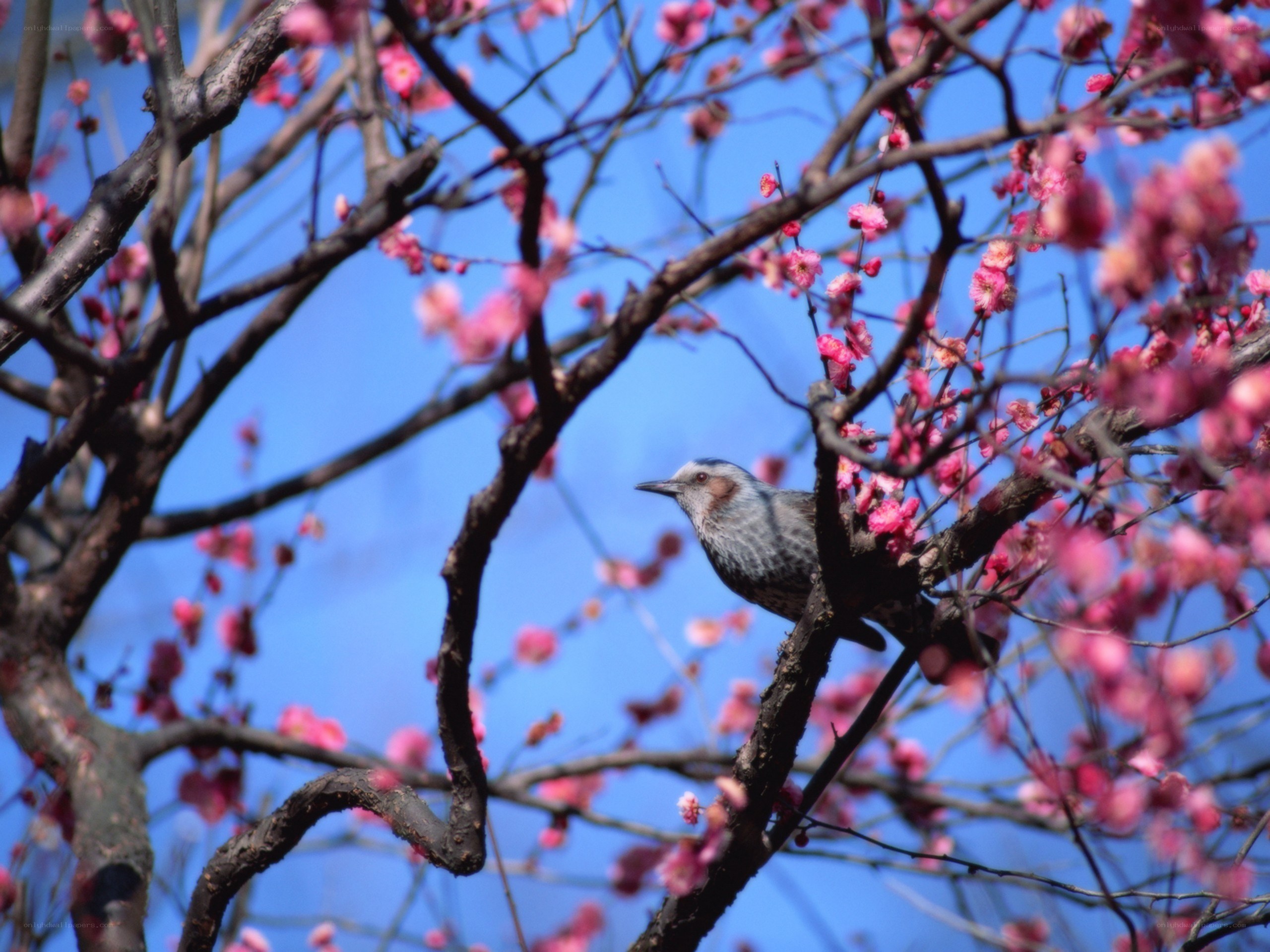 bird on a flowering branch