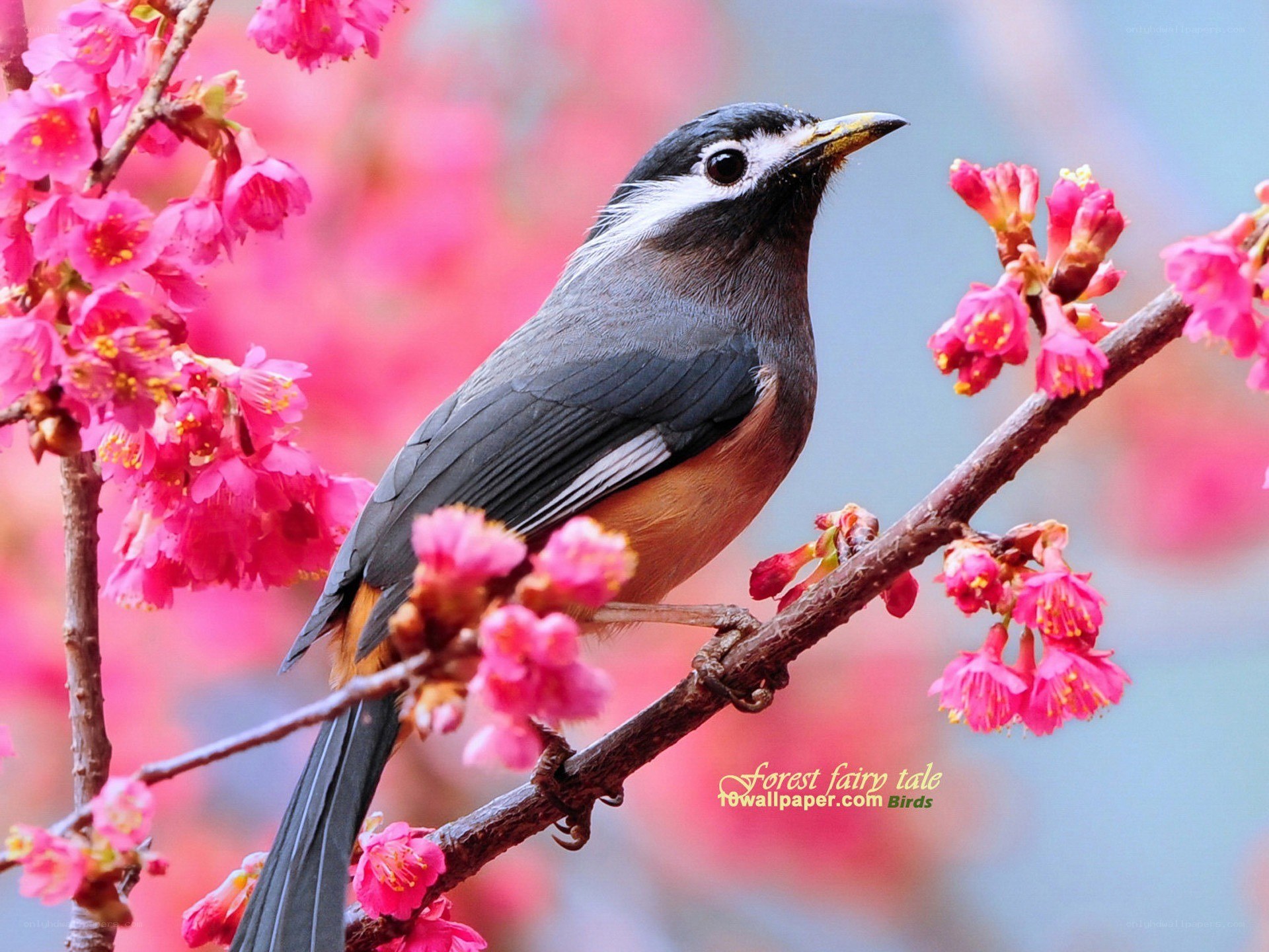 Bird on a flowering branch