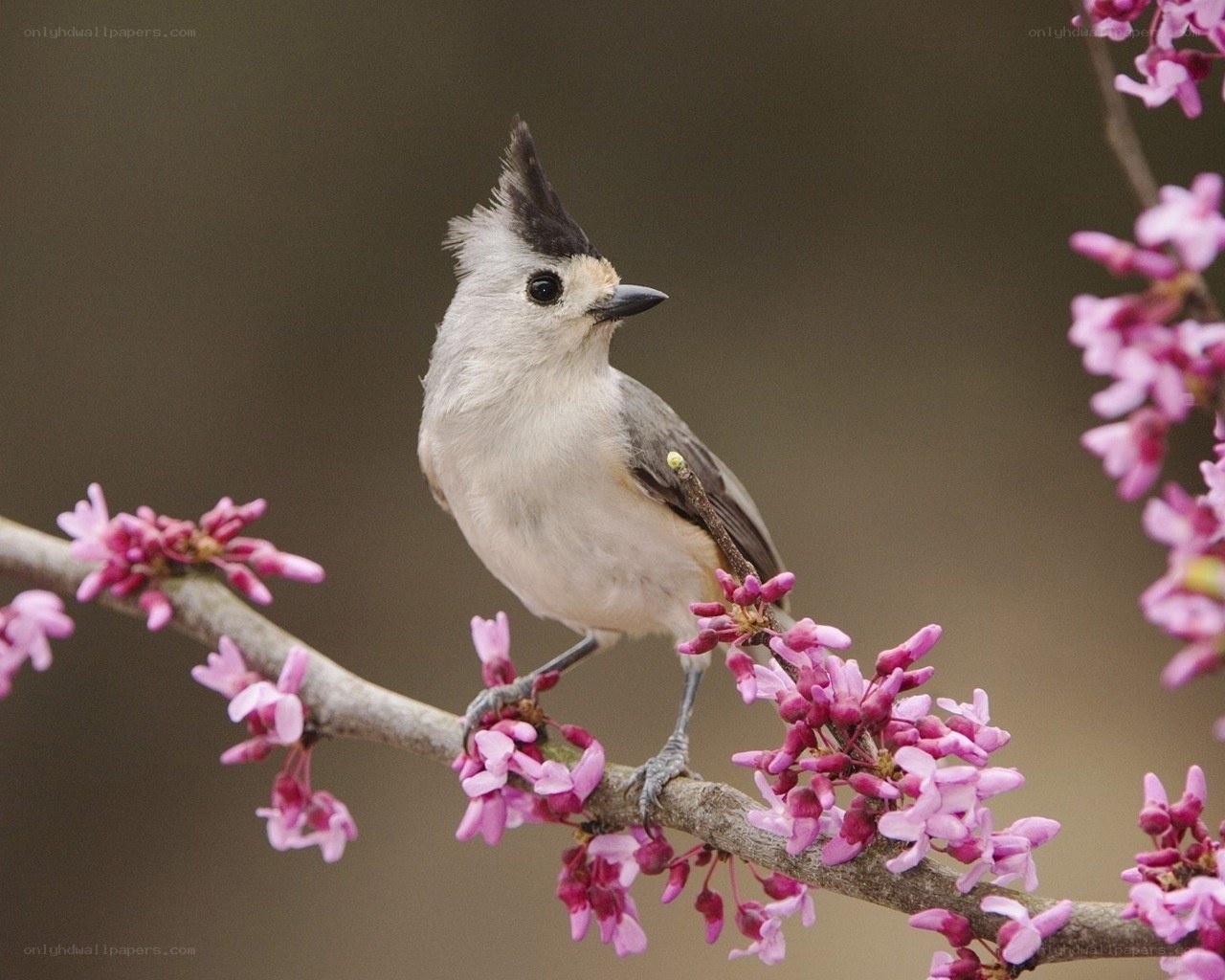 Bird on a flowering branch