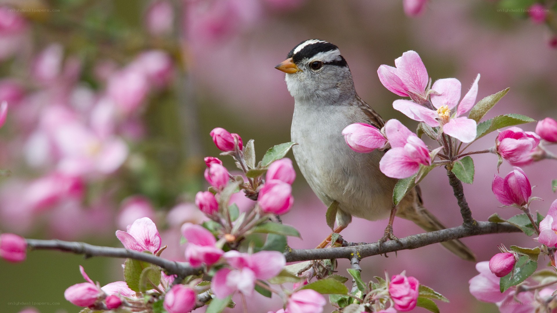 Bird on a flowering branch