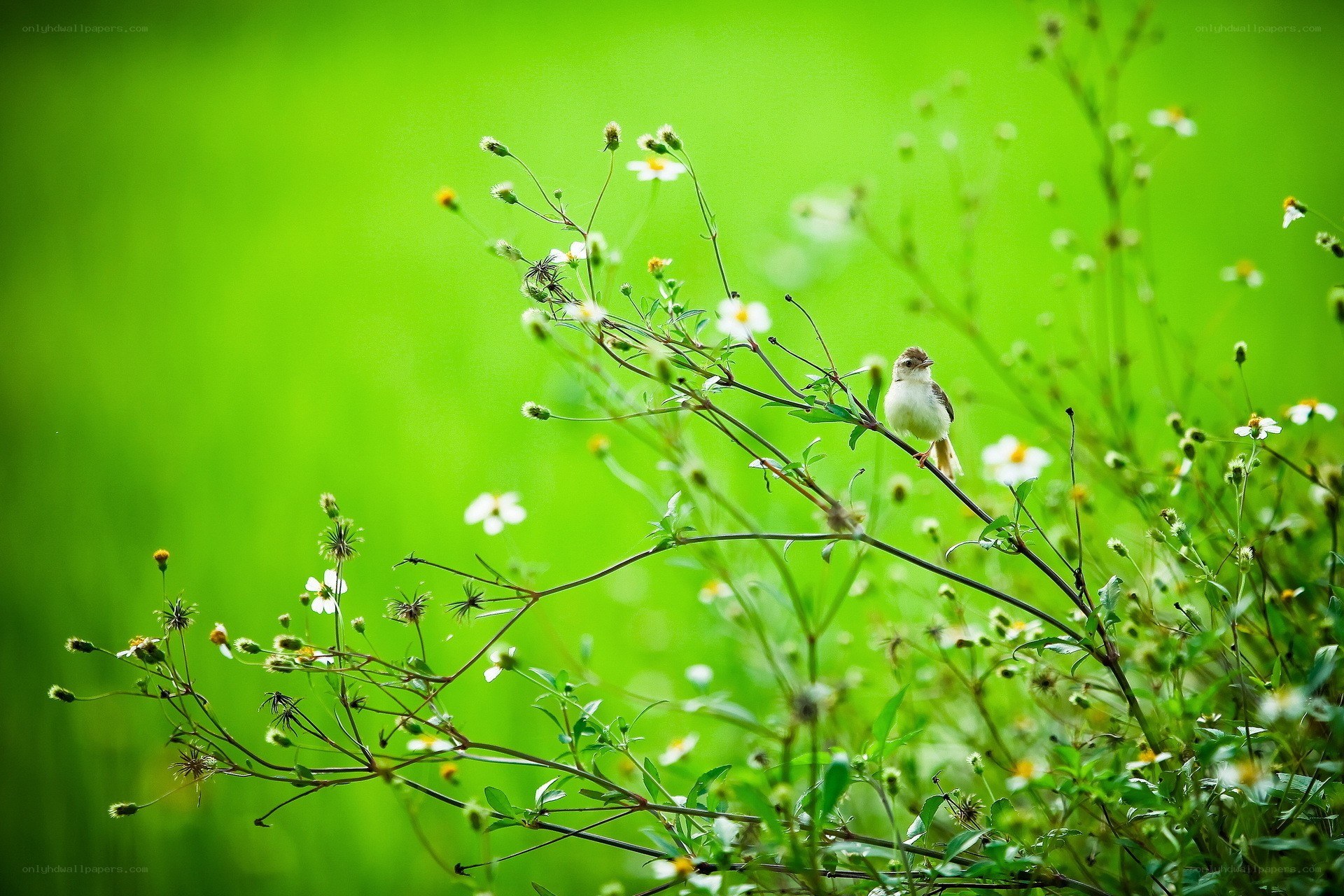 Bird on a flowering branch