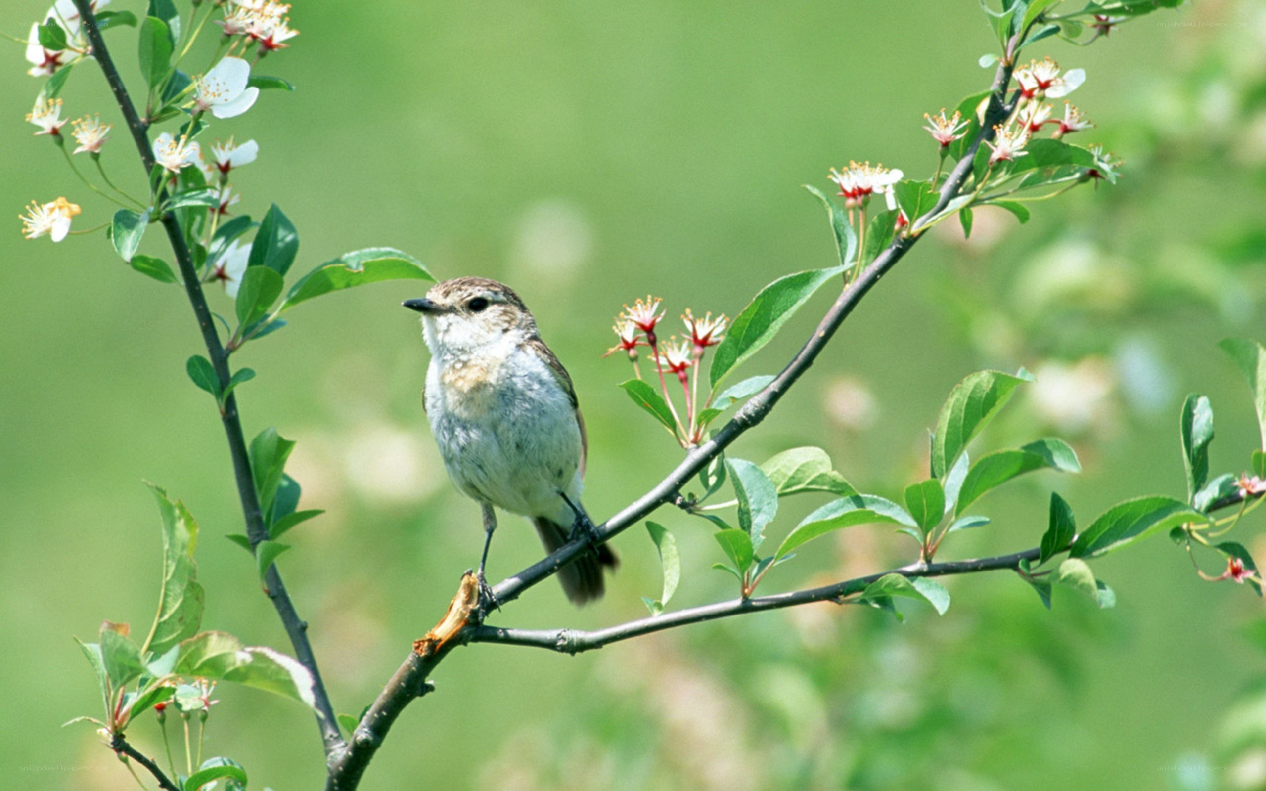 Bird on a flowering branch