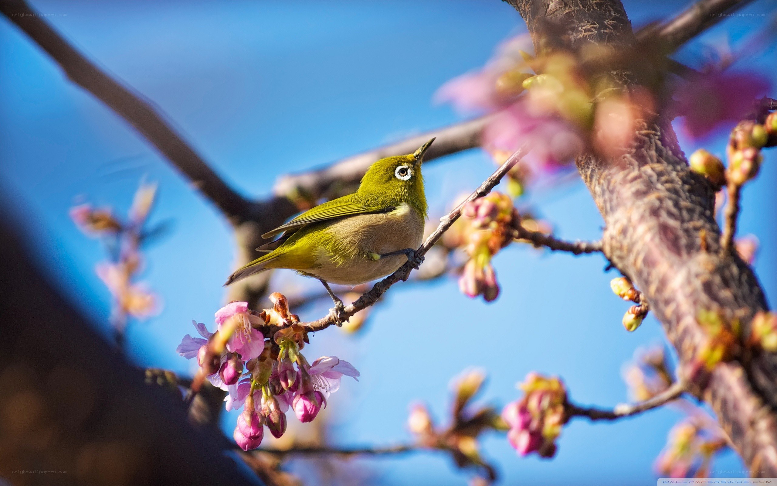 Bird on a flowering branch