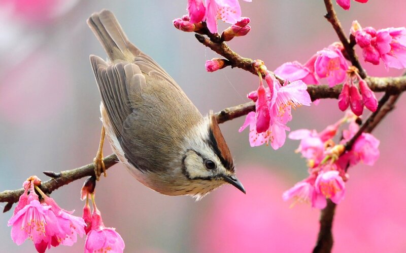 Bird on a flowering branch