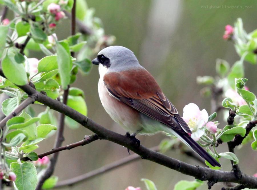 bird on a flowering branch