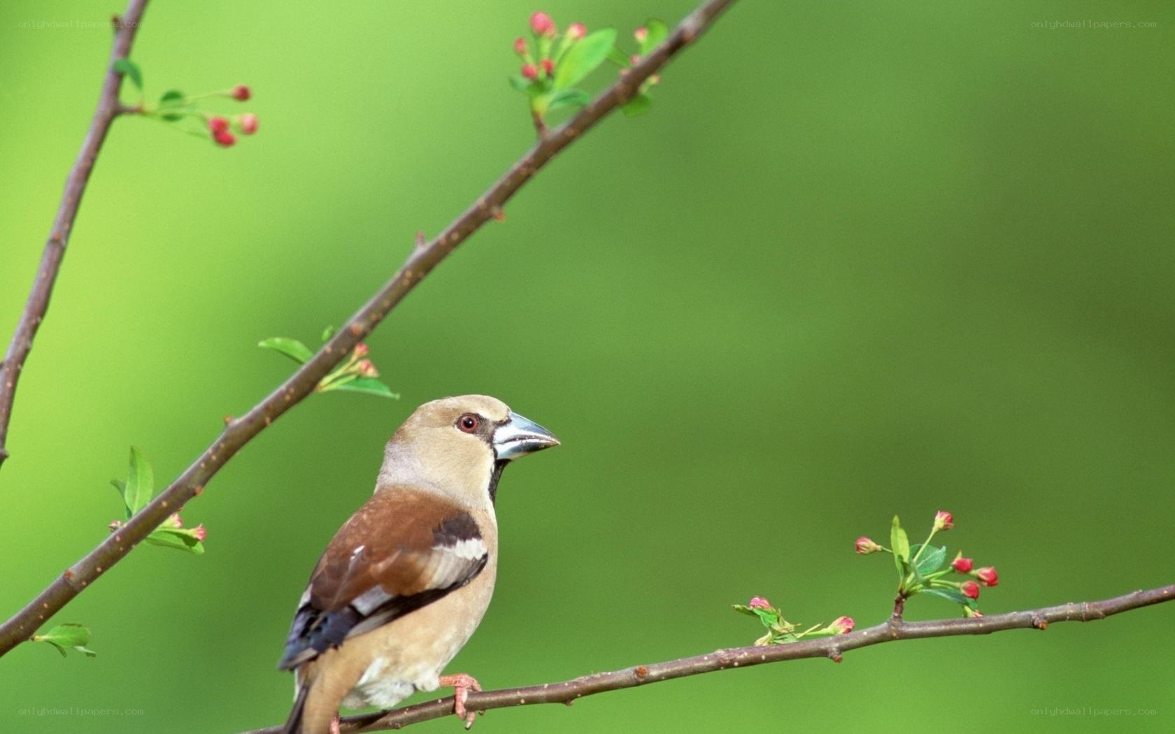 Bird on a flowering branch