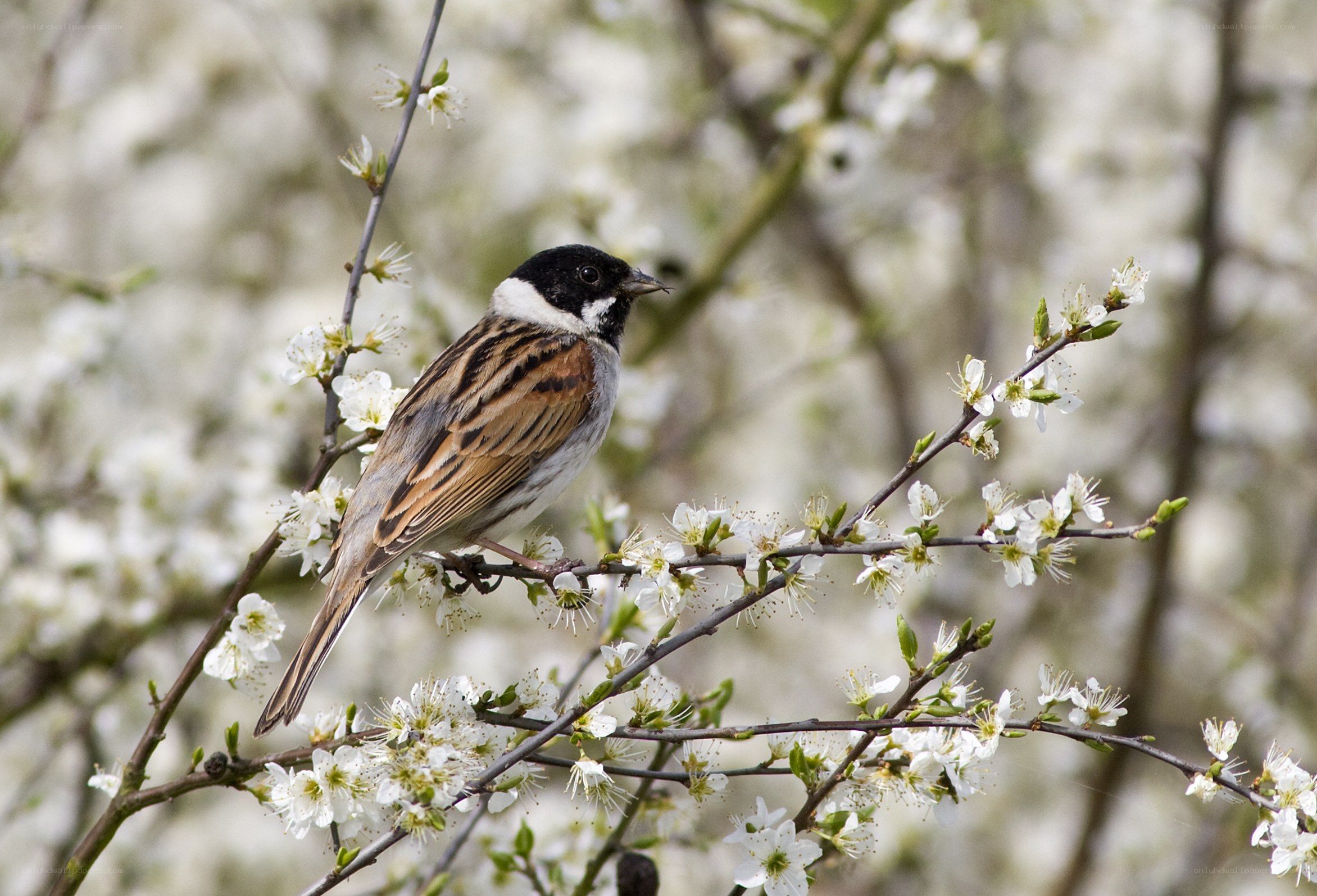 Bird on a flowering branch