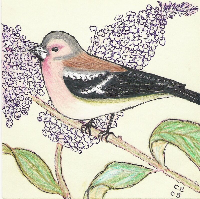 bird on a flowering branch