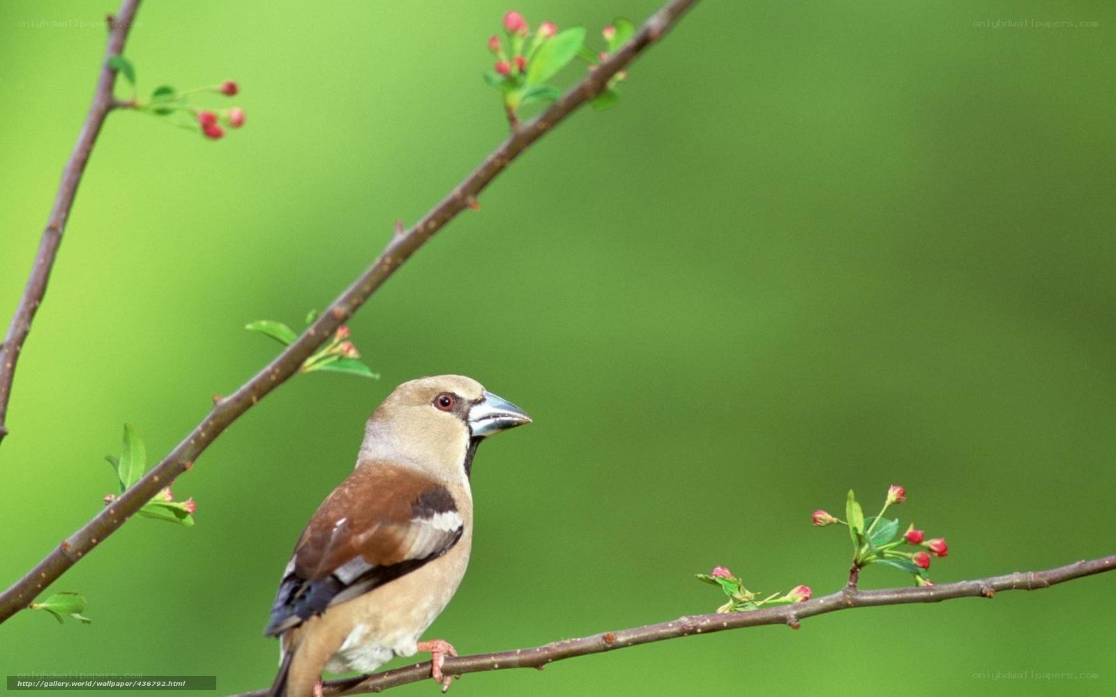 Bird on a flowering branch