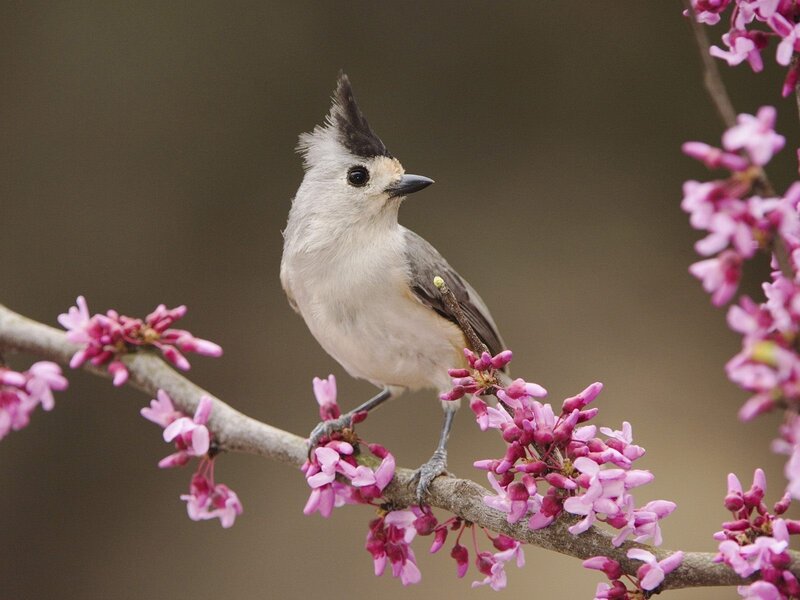 Bird on a flowering branch