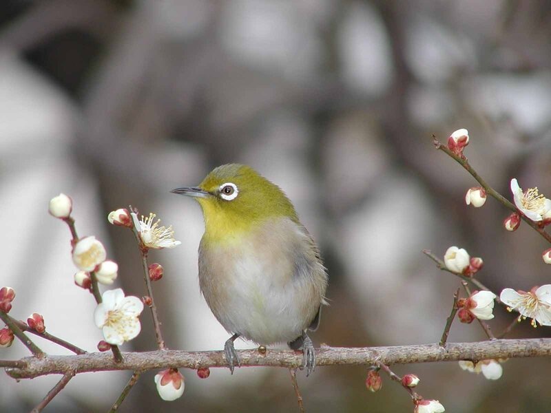 Bird on a flowering branch