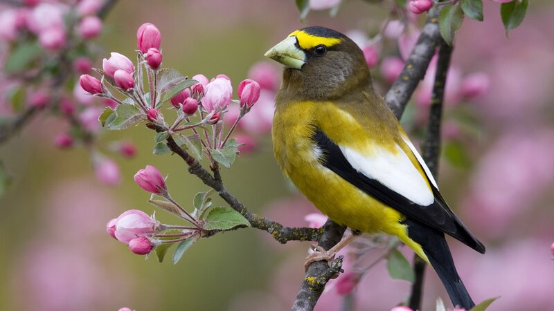 Bird on a flowering branch